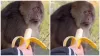 Bandar Ka Video man gave banana to monkey bandar ka mast video viral on social media monkey danger l- India TV Hindi