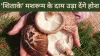 Mushroom farmers upbeat over commercial farming of Shiitake in J&K- India TV Hindi