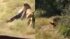 बुजुर्ग को खींचकर झाड़ियों में ले जाता हुआ शेर।- India TV Hindi