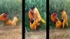 टीचर्स ने खेत में एक दूसरे को जमकर पीटा।- India TV Hindi