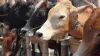 Karnataka  Cow- India TV Hindi
