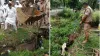 cow rescue operation- India TV Hindi