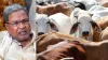 Karnataka Cow Slaughter, Cow Slaughter, Siddaramaiah Cow Slaughter- India TV Hindi