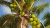 Coconut Tree- India TV Hindi