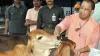 Yogi government, Yogi government Cow, Yogi government Cow 40 thousand- India TV Hindi