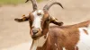 Goat News, Bakrid Goat News, Bakrid Goat Latest, Bakrid Goat Rewa News- India TV Hindi