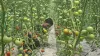 tomato farming- India TV Hindi