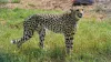 Madhya Pradesh, Kuno National Park, Namibia, Narendra Modi, Cheetah- India TV Hindi