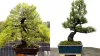 Japanese white pine Bonsai tree- India TV Hindi