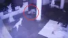Leopard attacked on a dog- India TV Hindi
