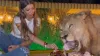 Girl eating with lion in the same plate- India TV Hindi