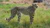 Kuno National Park, Kuno National Park Cheetah killed, Cheetahs- India TV Hindi