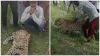MP NEWS villagers started taking photographs while sitting near the sick leopard in dewas- India TV Hindi