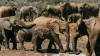 Jashpur Elephant, Jashpur Elephant Attack, Elephant Attack Chhattisgarh- India TV Hindi