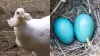 यह मुर्गी नीले रंग के अंडे देती है।- India TV Hindi