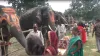 picnic of Elephants- India TV Hindi