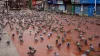 pigeons- India TV Hindi