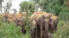 जंगली हाथियों ने वन विभाग के ड्राइवर को कुचला- India TV Hindi