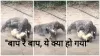 Comodo Dragon Ka Video giant comodo dragon killed goat google trending mind blowing viral video- India TV Hindi