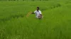 Fertilizer Subsidy - India TV Hindi