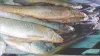 घोल मछली बनी गुजरात की स्टेट फिश - India TV Hindi