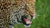 Leopard News, Leopard News Latest, Leopard Killed Child- India TV Hindi