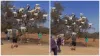 viral and shocking video of goats who climbed on tree in Morocco google trends viral video- India TV Hindi