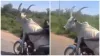 cow sitting on bike google trending hilarious video on social media gone viral- India TV Hindi