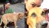 anupamaa, rupali ganguly, rupali ganguly dog passed away- India TV Hindi