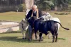 पीएम मोदी ने पुंगनूर गायों को खिलाया चारा।- India TV Hindi