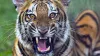 पीलीभीत में बाघ का आतंक। (सांकेतिक फोटो)- India TV Hindi