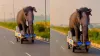 छोटा हाथी गाड़ी पर बड़ा हाथी- India TV Hindi