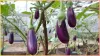  vitamin brinjal benefits - India TV Hindi