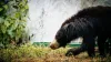 World Bear Day, World Bear Day News, World Bear Day Latest- India TV Hindi