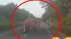 सड़क पर हाथी और महिला आए एक दूसरे के सामने- India TV Hindi