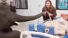 मालिक से अस्पताल मिलने पहुंचा हाथी।- India TV Hindi