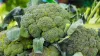 Health benefits of Broccoli - India TV Hindi