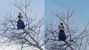 पेड़ पर चढ़कर लड़की ने किया डांस- India TV Hindi