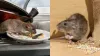 चूहों - India TV Hindi