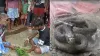 katihar snake bite- India TV Hindi