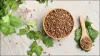 Coriander Seeds- India TV Hindi