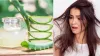 Aloe vera for hair - India TV Hindi