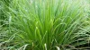 Lemongrass Benefits - India TV Hindi