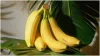 How to eat banana for maximum health benefits?- India TV Hindi