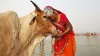 cow - India TV Hindi