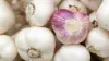 Chinese Garlic, Chinese Garlic Issue, Chinese Garlic News- India TV Paisa