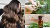 Rosemary For Hair- India TV Hindi