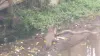 snake and mongoose viral video- India TV Hindi