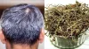 how to use bhringraj for grey hair- India TV Hindi