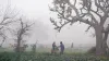 Cold wave alert in many districts of UP- India TV Hindi